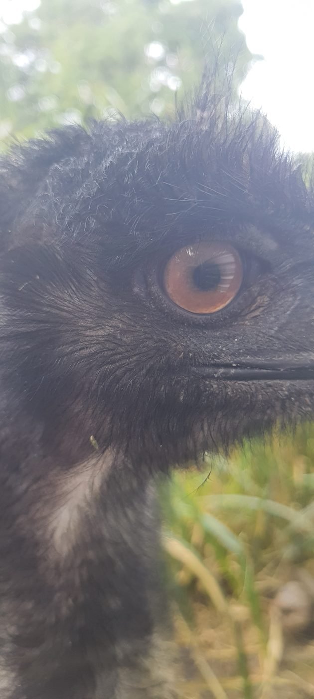 Close-up do olho de um Emu Australiano